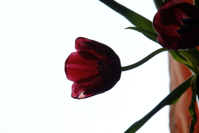 Red Flower, par Xavier E. G. Dierick